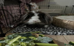 Lionhead rabbits for sale: X2 rabbits for sale - Image 5