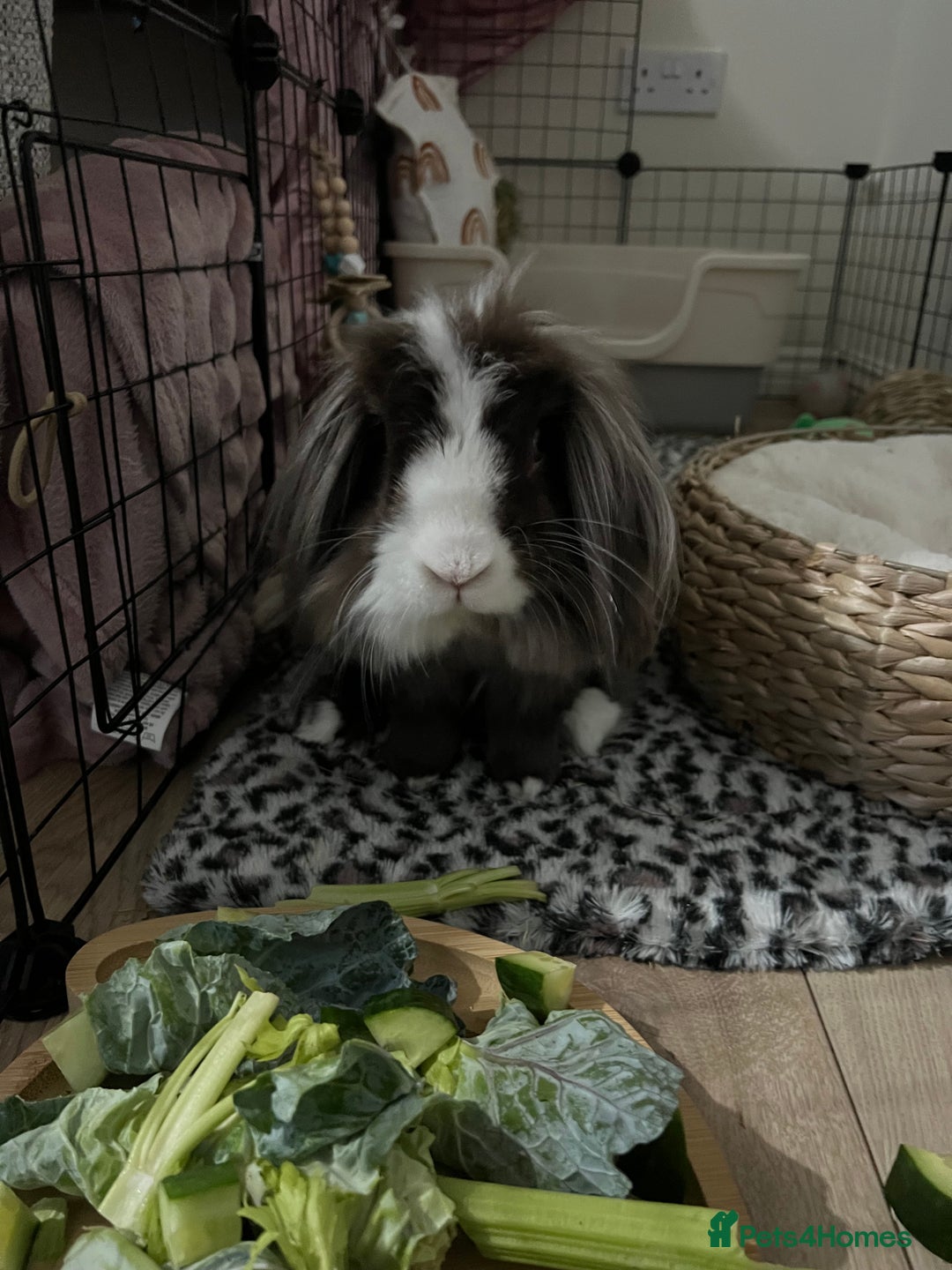 Lionhead rabbits for sale: X2 rabbits for sale - Image 5