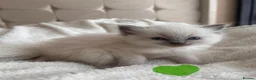 Ragdoll cats for sale: Adorable Pedigree Ragdoll Kittens For Sale in Northampton - Advert 13