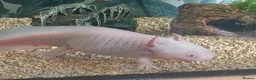 Axolotl reptiles for sale: Beautiful Axolotl for sale  in Birmingham - Advert 5