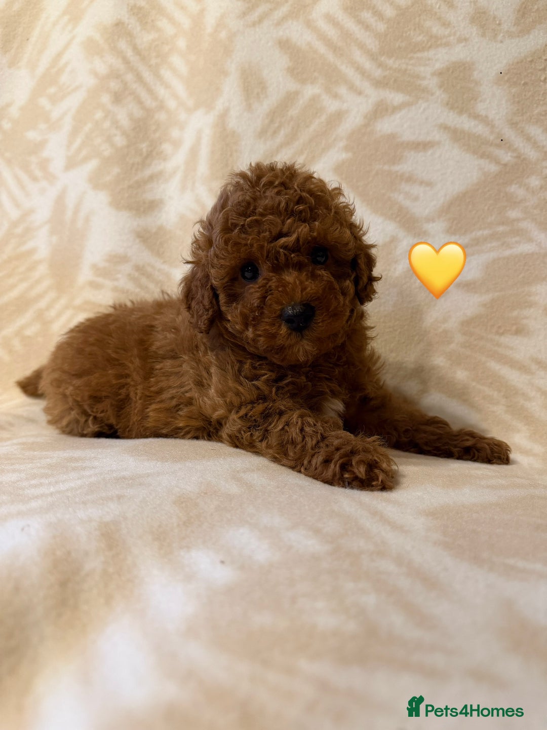 Toy Poodle dogs for sale: Beautiful toy poodles  - Advert 10