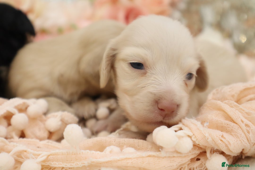 Miniature Dachshund dogs for sale: KC Longhair Miniature Dachshund Puppies - Image 3