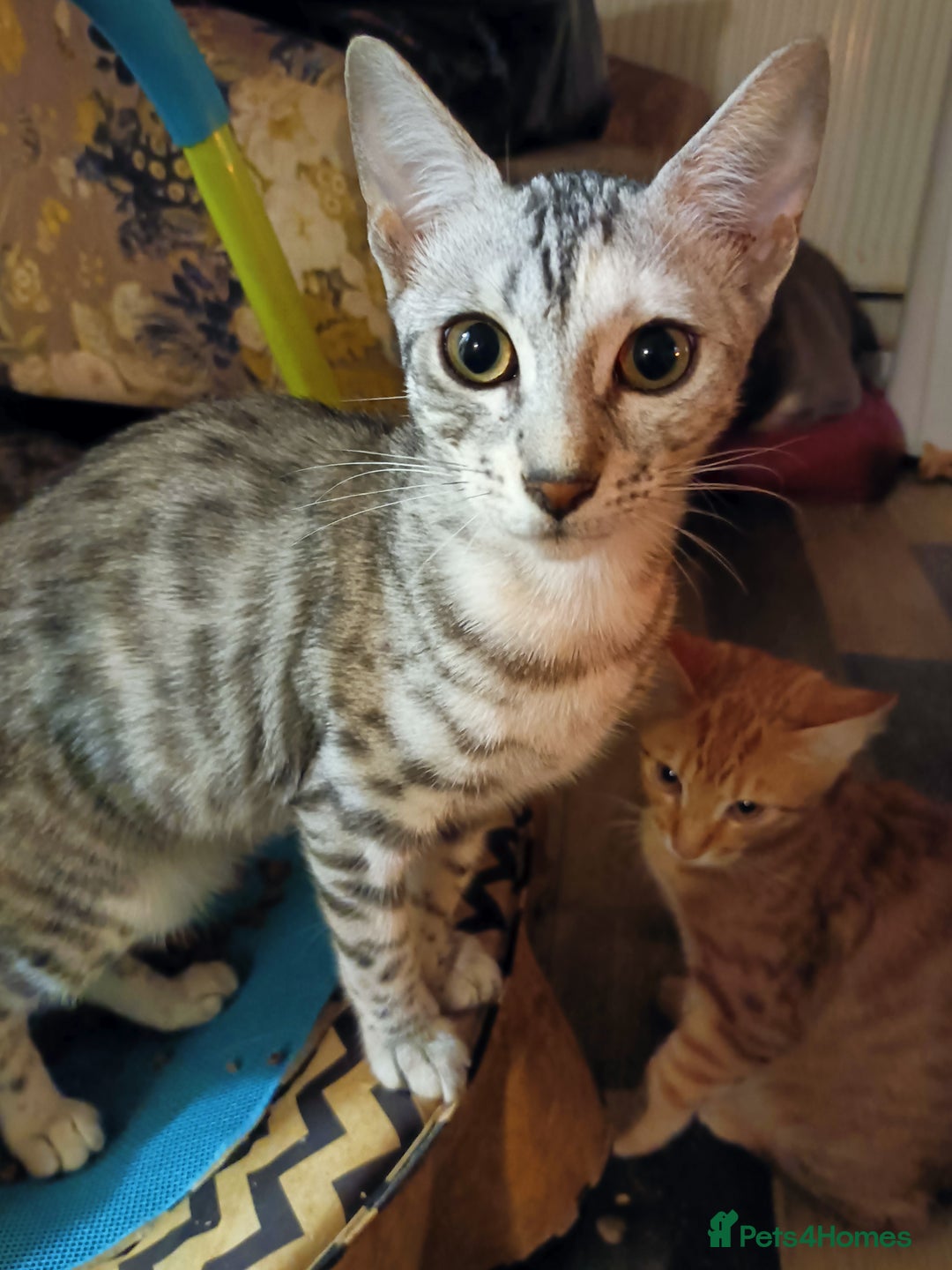 Bengal cats for sale: Bengal Kittens  - Image 4