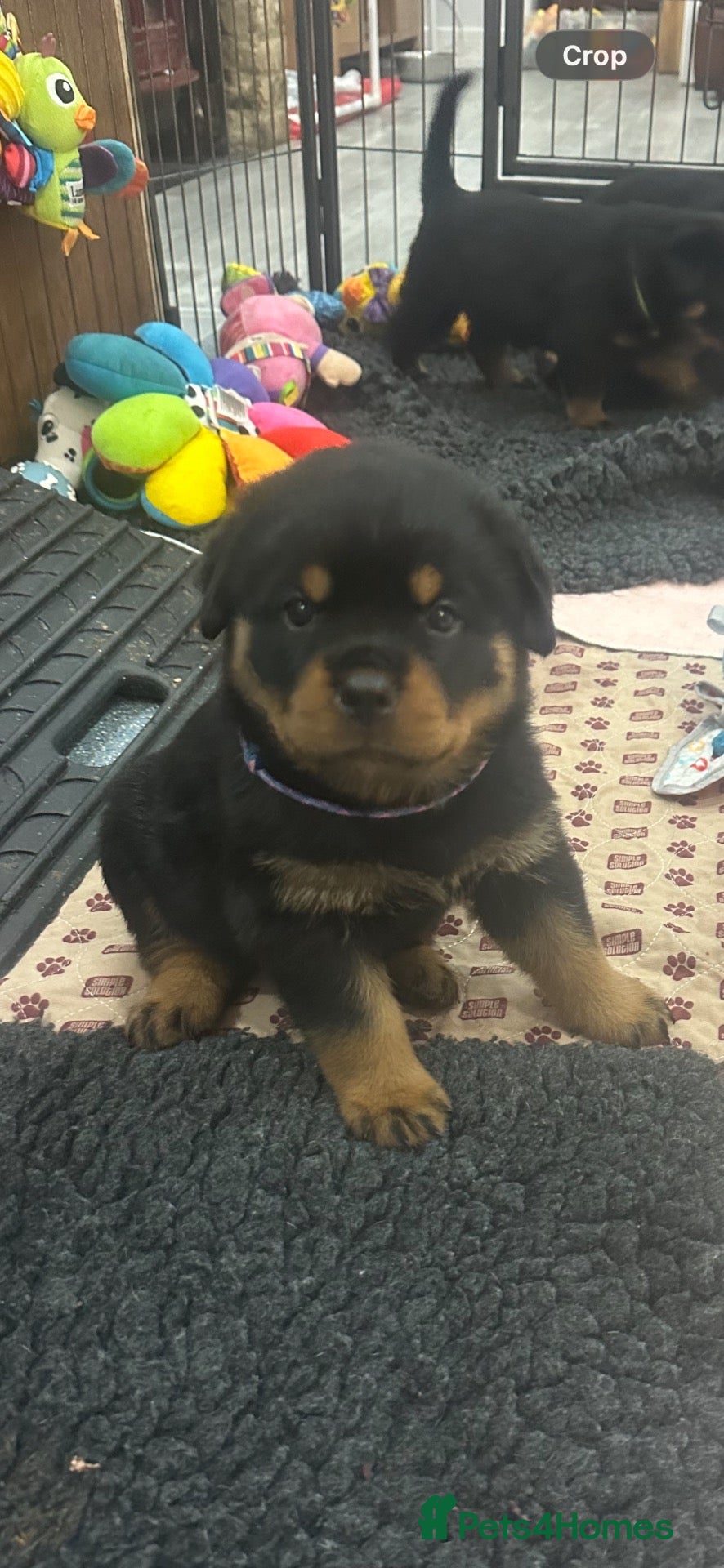 Rottweiler dogs Amazing Rottweiler litter girls and boys   - Advert 2
