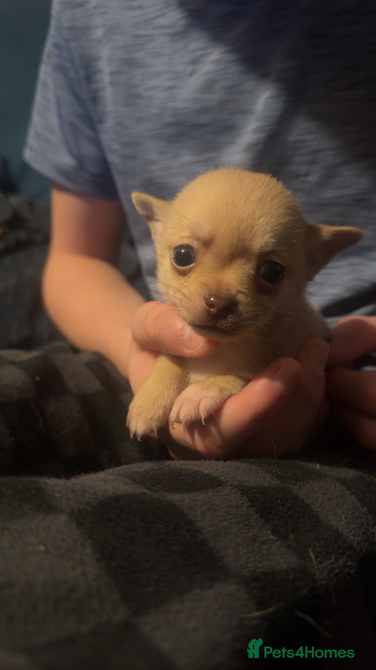 Chihuahua dogs Chihuahua puppies for sale - Advert 17
