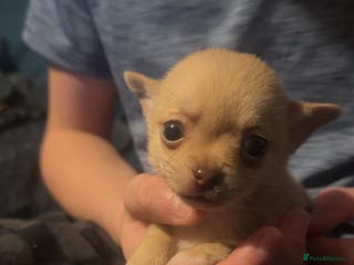 Chihuahua dogs Chihuahua puppies for sale - Advert 1