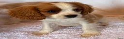 Cavalier King Charles Spaniel dogs for sale: Beautiful King Charles puppys in Stafford - Advert 4