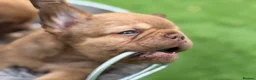French Bulldog dogs for sale: Fluffy Frenchies 2 girls ready - Advert 12