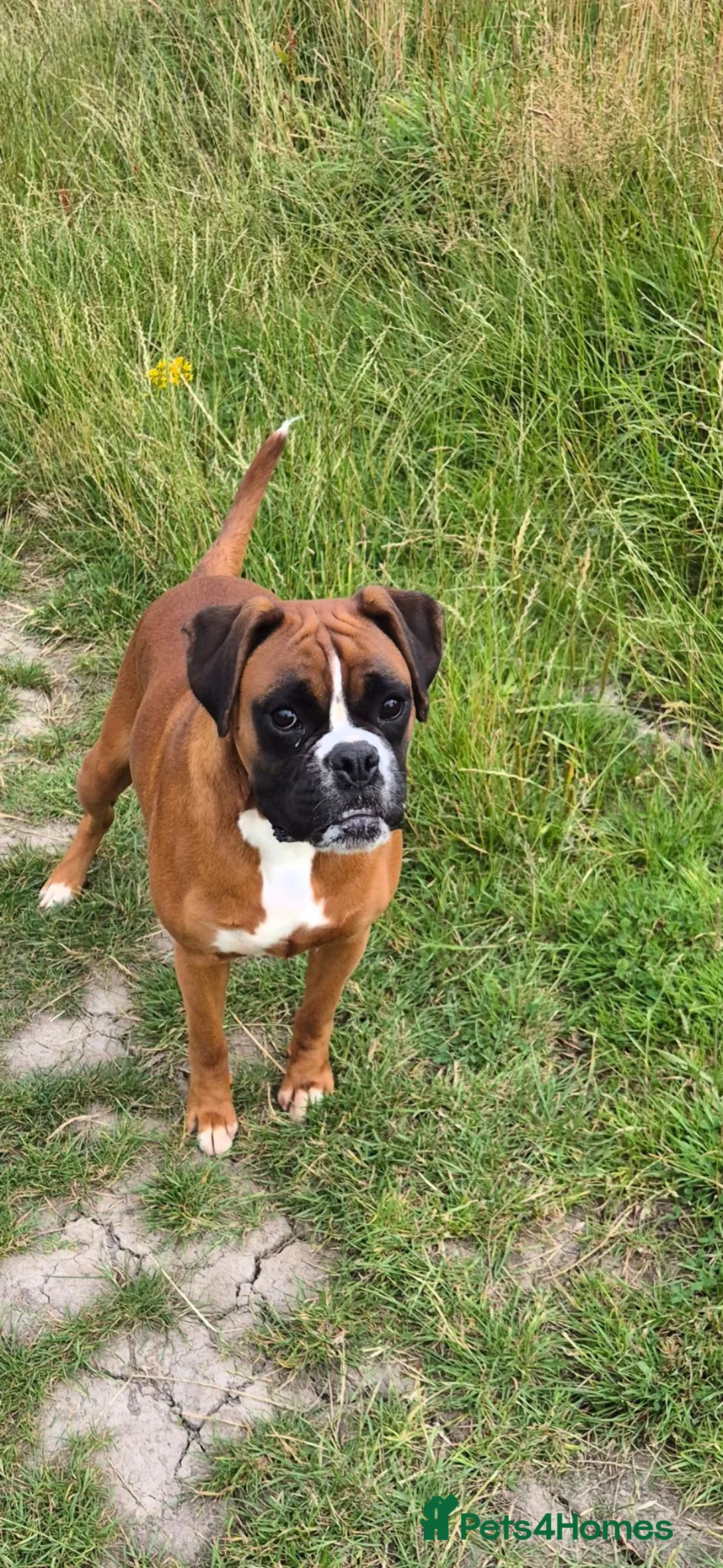 Boxer dogs for sale: KC registered Boxer Girl in Chesterfield - Advert 1