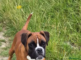 Boxer dogs KC registered Boxer Girl - Advert 6