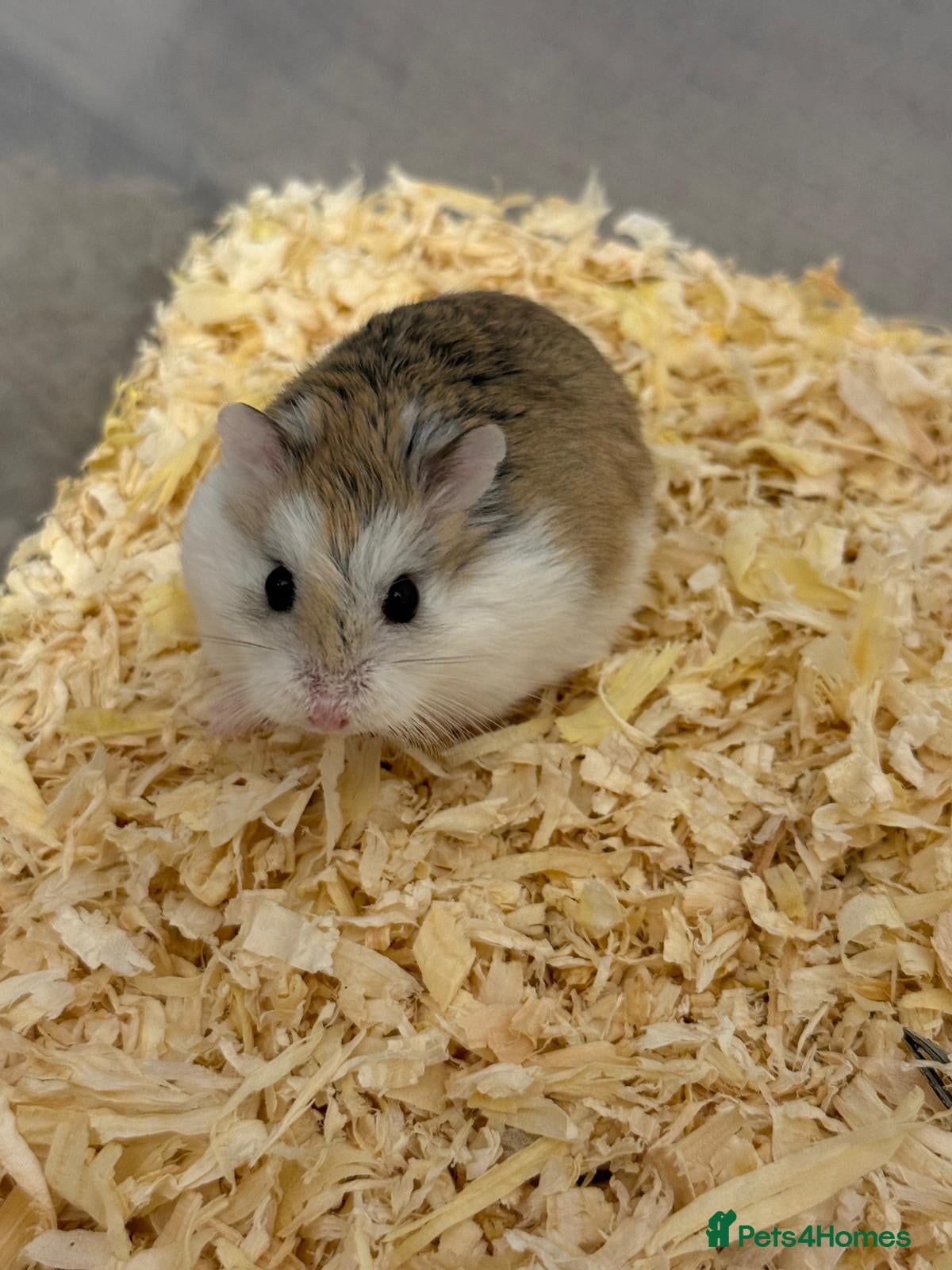 Hamster rodents Roborovski Hamsters - Advert 1
