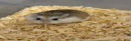 Hamster rodents for sale: Roborovski Hamsters - Advert 1