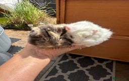 Guinea Pig rodents for sale: 2 pretty baby guinea pigs looking homes. - Image 1