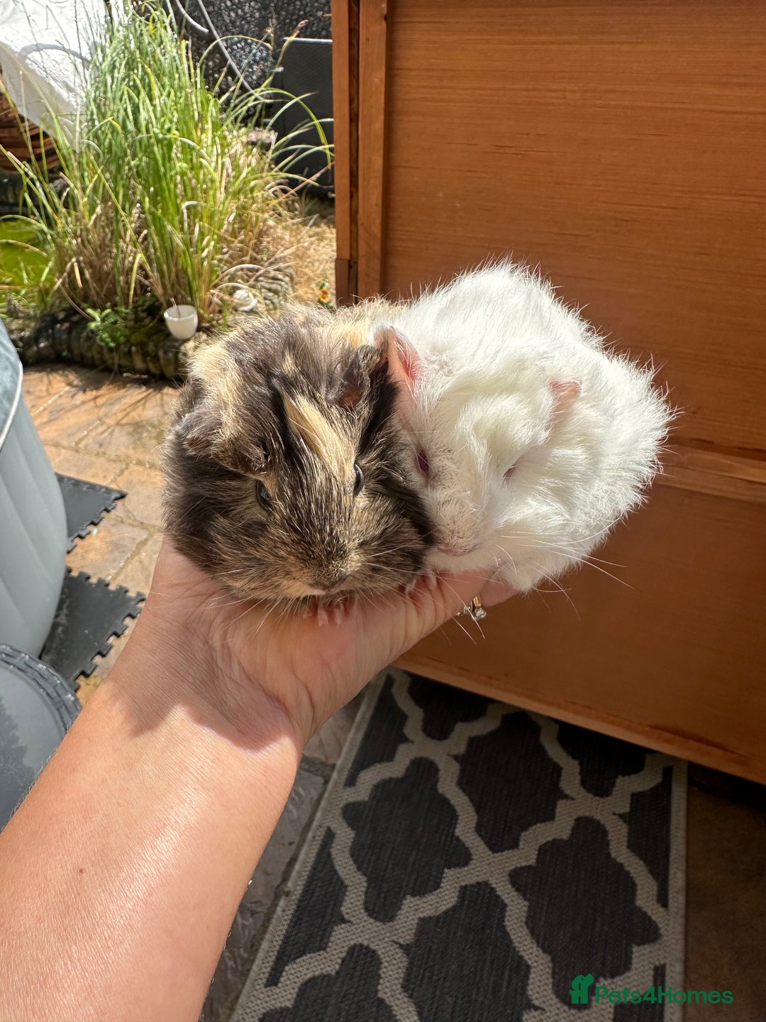 Guinea Pig rodents for sale: 2 pretty baby guinea pigs looking homes. - Image 1