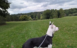 Mixed Breed dogs for sale: Max - Boxer/Collie Cross - Advert 7