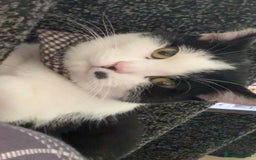 Mixed Breed cats for sale: Male Black and White cat - Advert 2