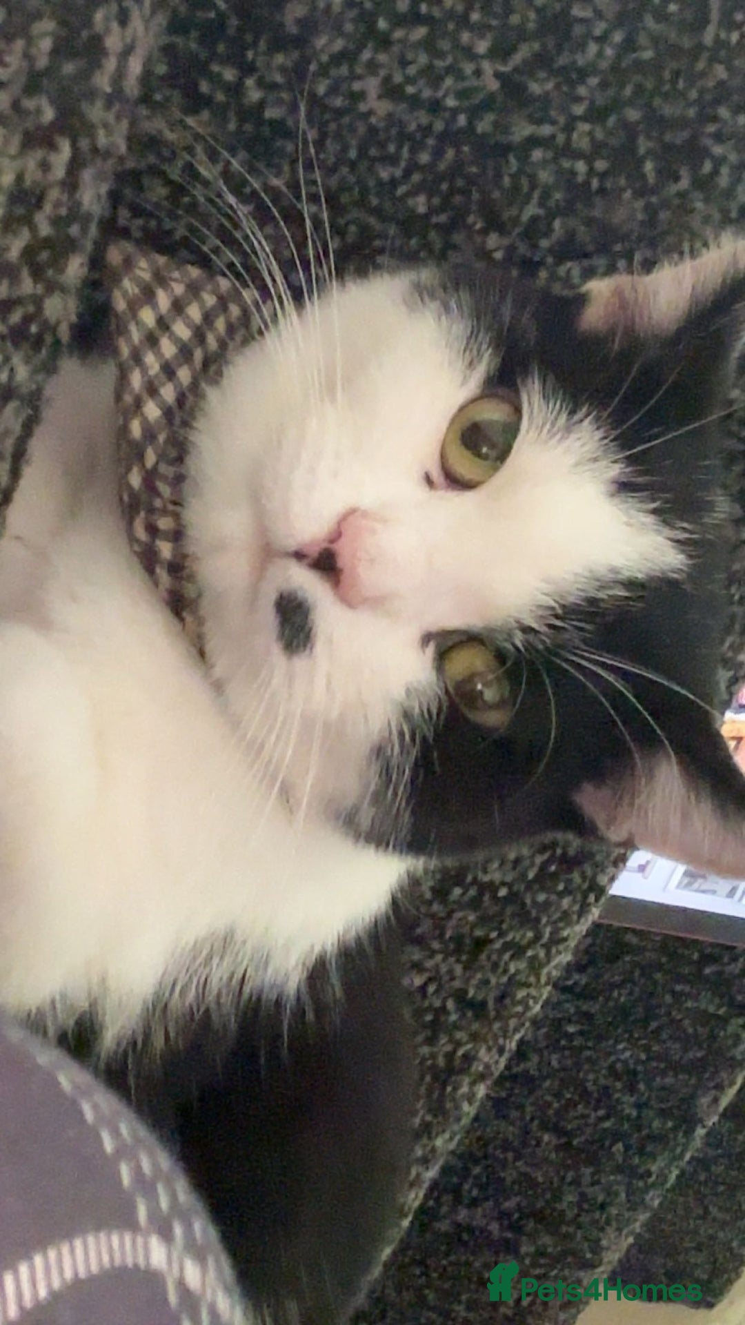 Mixed Breed cats for sale: Male Black and White cat - Advert 2