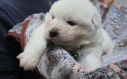 Samoyed dogs for sale: Samoyed puppies - fluff and joy - Image 12