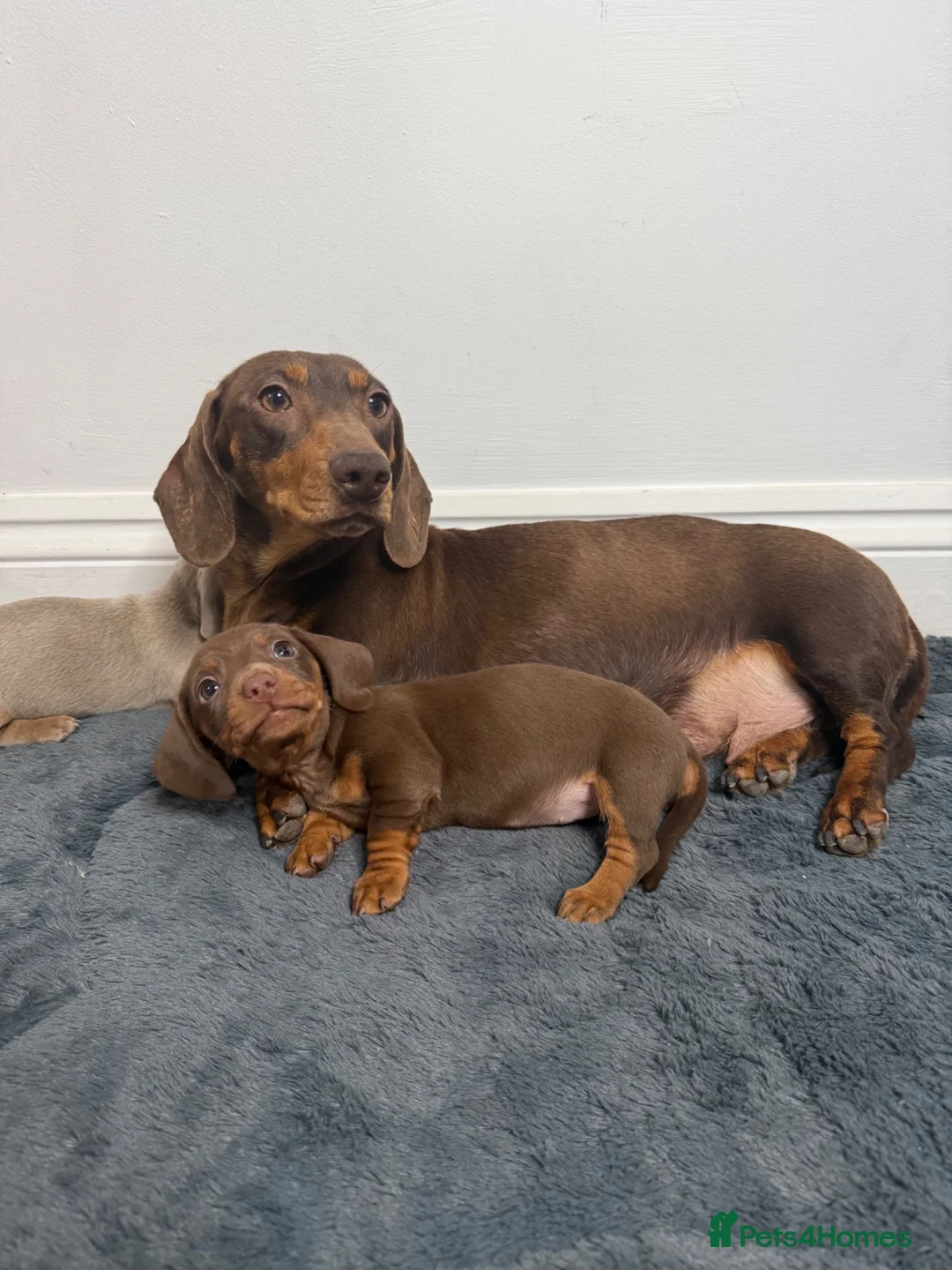 Miniature Dachshund dogs for sale: Mini dachshunds  - Advert 6