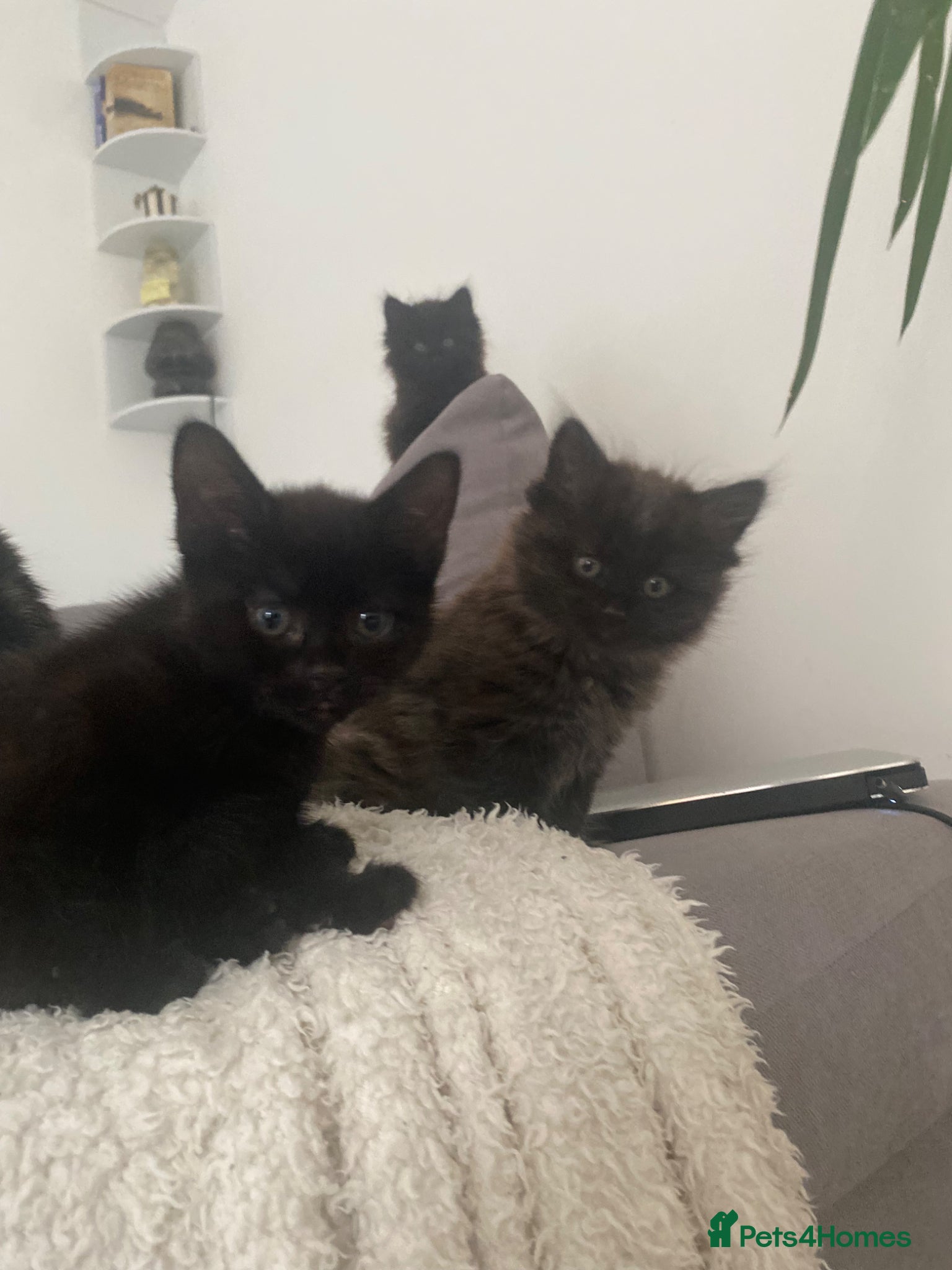 Mixed Breed cats 3 beautiful kittens for sale  - Advert 3