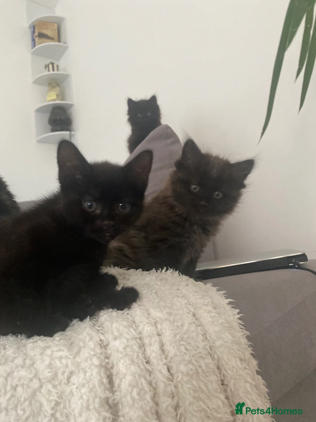 Mixed Breed cats for sale: 3 beautiful kittens for sale  in Southampton - Advert 1