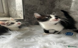 Mixed Breed cats for sale: 2 Adorable kittens  - Image 2