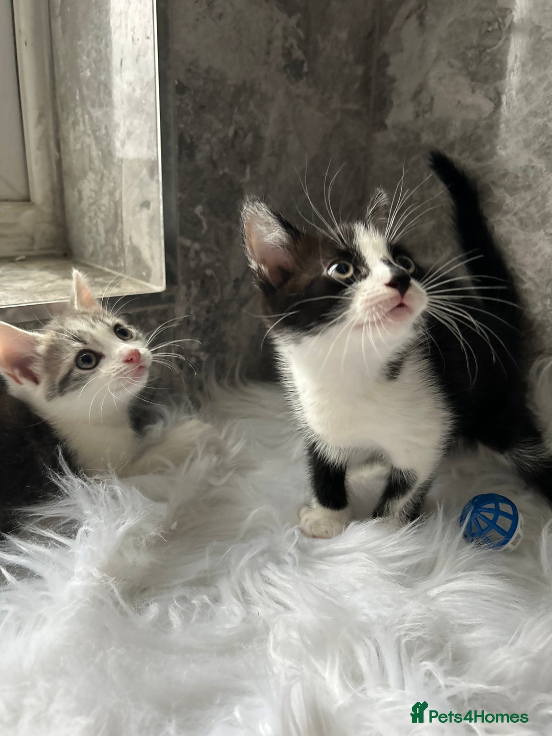 Mixed Breed cats for sale: 2 Adorable kittens  - Image 2