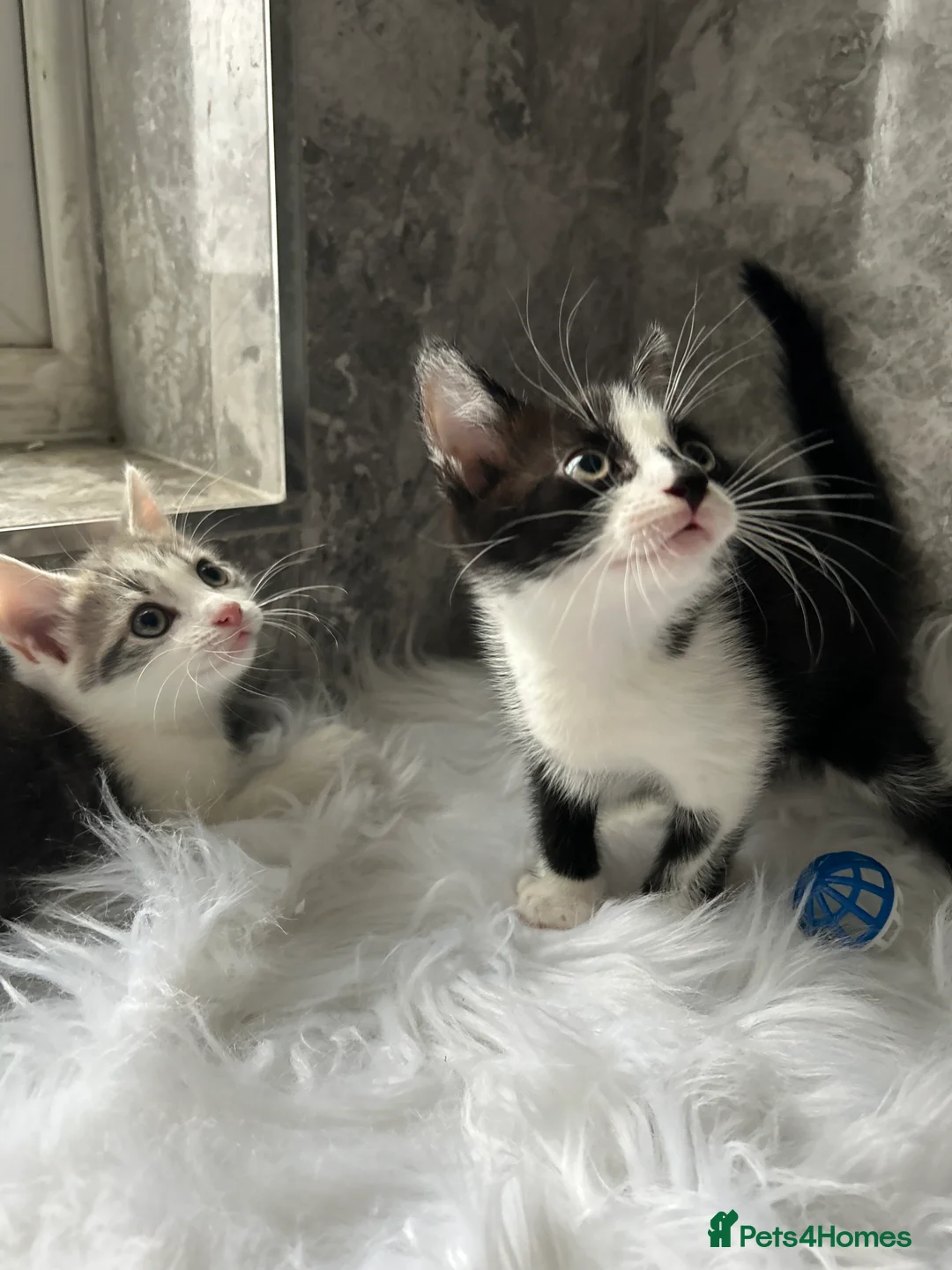 Mixed Breed cats for sale: 2 Adorable kittens  - Advert 3