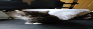 Maine Coon 2