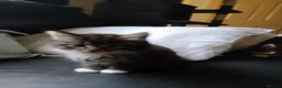 Maine Coon cats for sale: Maine Coon kittens for sale - Advert 6