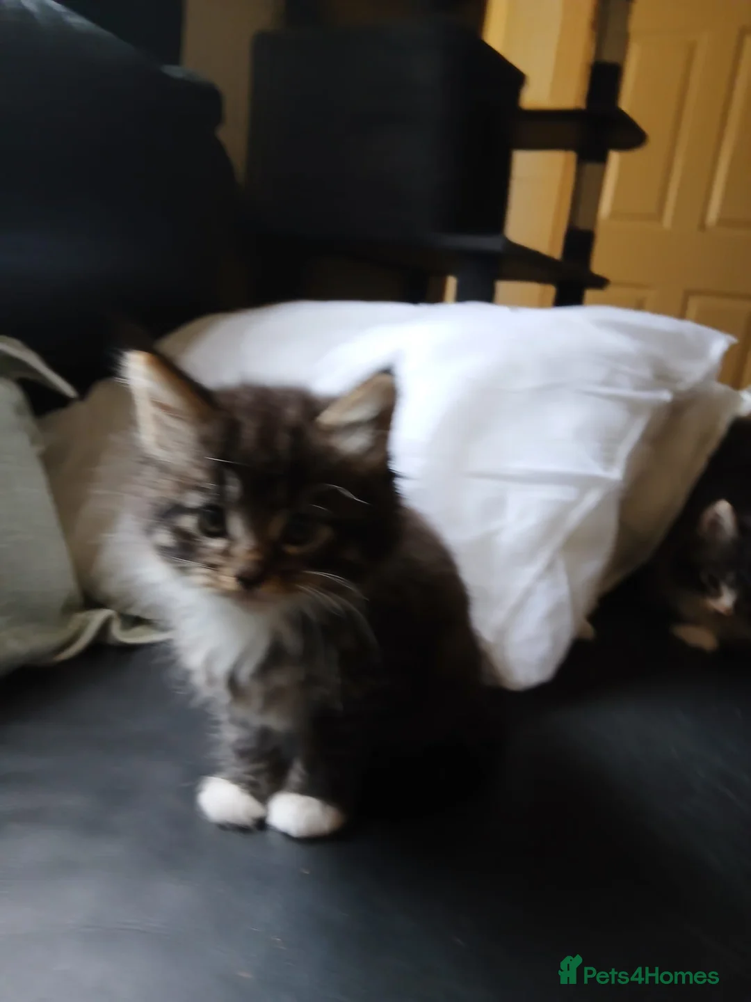 Maine Coon cats for sale: Maine Coon kittens for sale - Advert 6