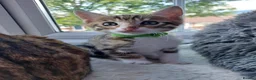 Bengal cats for sale:  Ready NOW!Mixed/x tabby/half bengal kittens💙💚🧡 - Advert 7