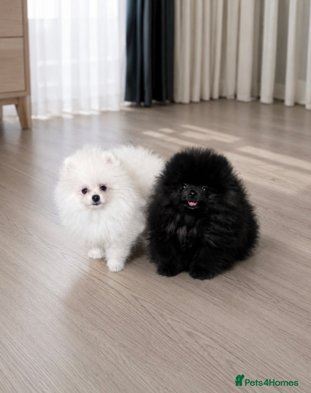 Pomeranian dogs 🐻Tiny Boys🔥Outstanding Quality  - Advert 1
