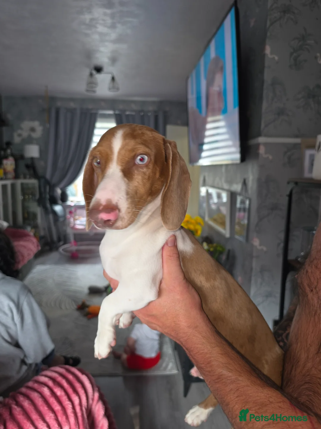 Dachshund dogs for sale: Dachshund  in Wigan - Advert 1