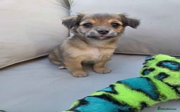 Pomchi dogs for sale: 4 Beautiful 8 week old pomchi puppies  - Image 3