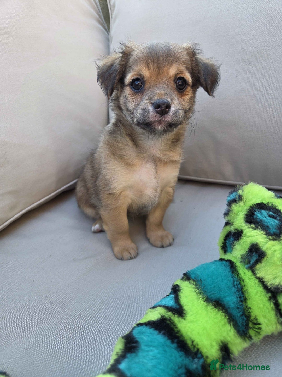 Pomchi dogs for sale: 4 Beautiful 8 week old pomchi puppies  - Image 3