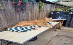 Mixed Breed dogs for sale: Female chow x lab - Image 3