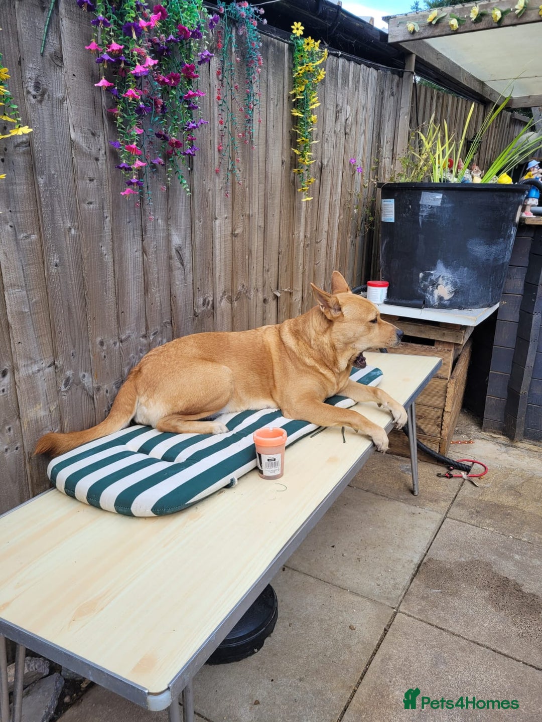 Mixed Breed dogs for sale: Female chow x lab - Image 3