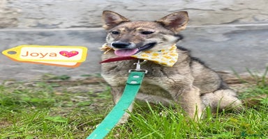 Mixed Breed dogs - Advert 8