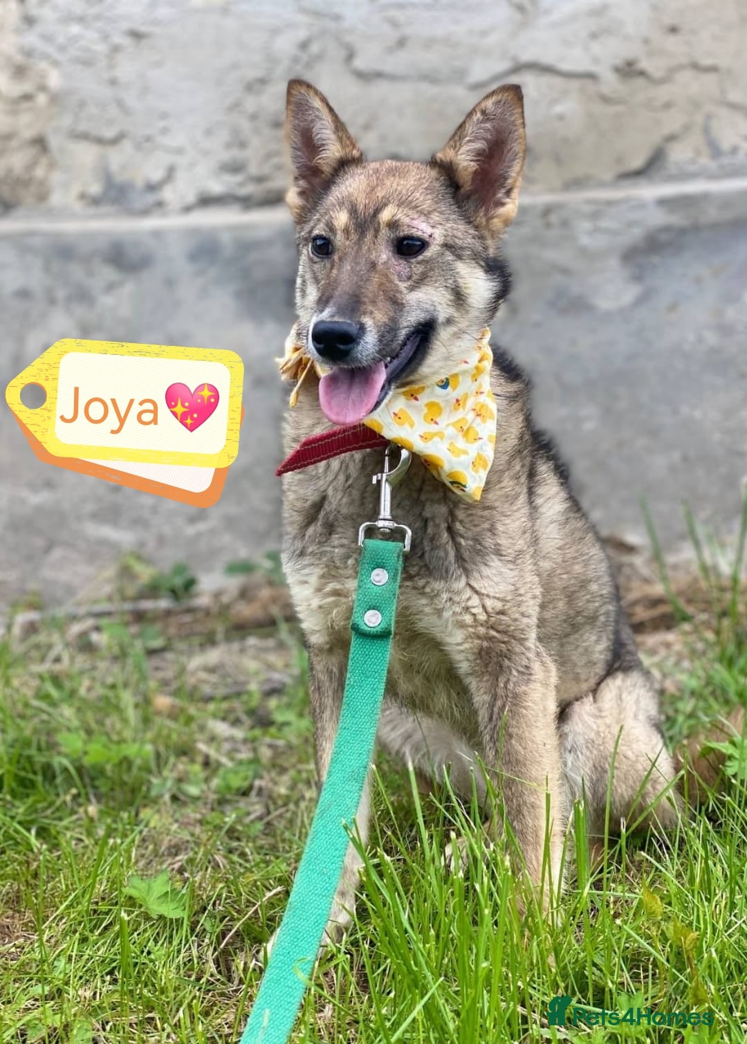 Mixed Breed dogs for adoption: 💖🐶 JOYA 🐶💖 - Image 2