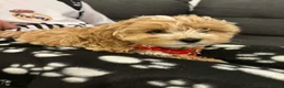 Havapoo dogs for sale:  READY TO GO afterTuesdayLovely havapoos,2Girls1Bo - Advert 7