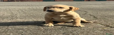 Labrador Retriever 5