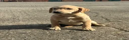 Labrador Retriever dogs for sale: OUTSTANDING LITTER OF BLACK & YELLOW PUPPIES - Advert 8