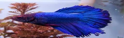 Other/Mixed Breed fish for sale: Manchester Pet's and Aquatics - Full Stock List - Advert 20