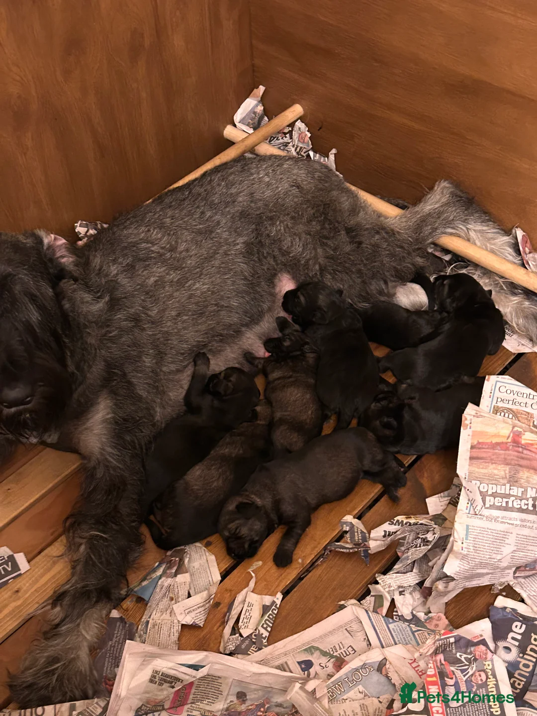 Giant Schnauzer dogs for sale: Fully vaccinated giant schnauzer male puppy. - Advert 2