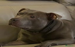 Staffordshire Bull Terrier dogs for stud: STUD.....Blue Siras in Stroud - Image 1