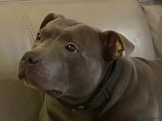 Staffordshire Bull Terrier dogs in Stroud - Advert 6
