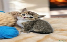 Scottish Fold cats for sale: Bundle of 11 Scottish fold Straight Ears Kittens - Image 19
