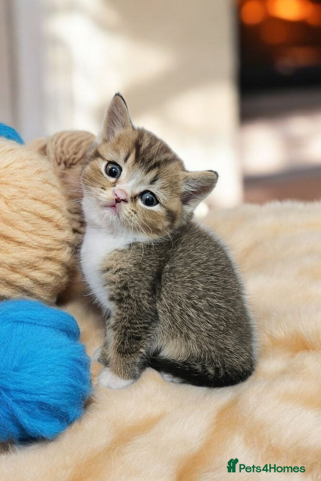 Scottish Fold cats for sale: Bundle of 11 Scottish fold Straight Ears Kittens - Image 19