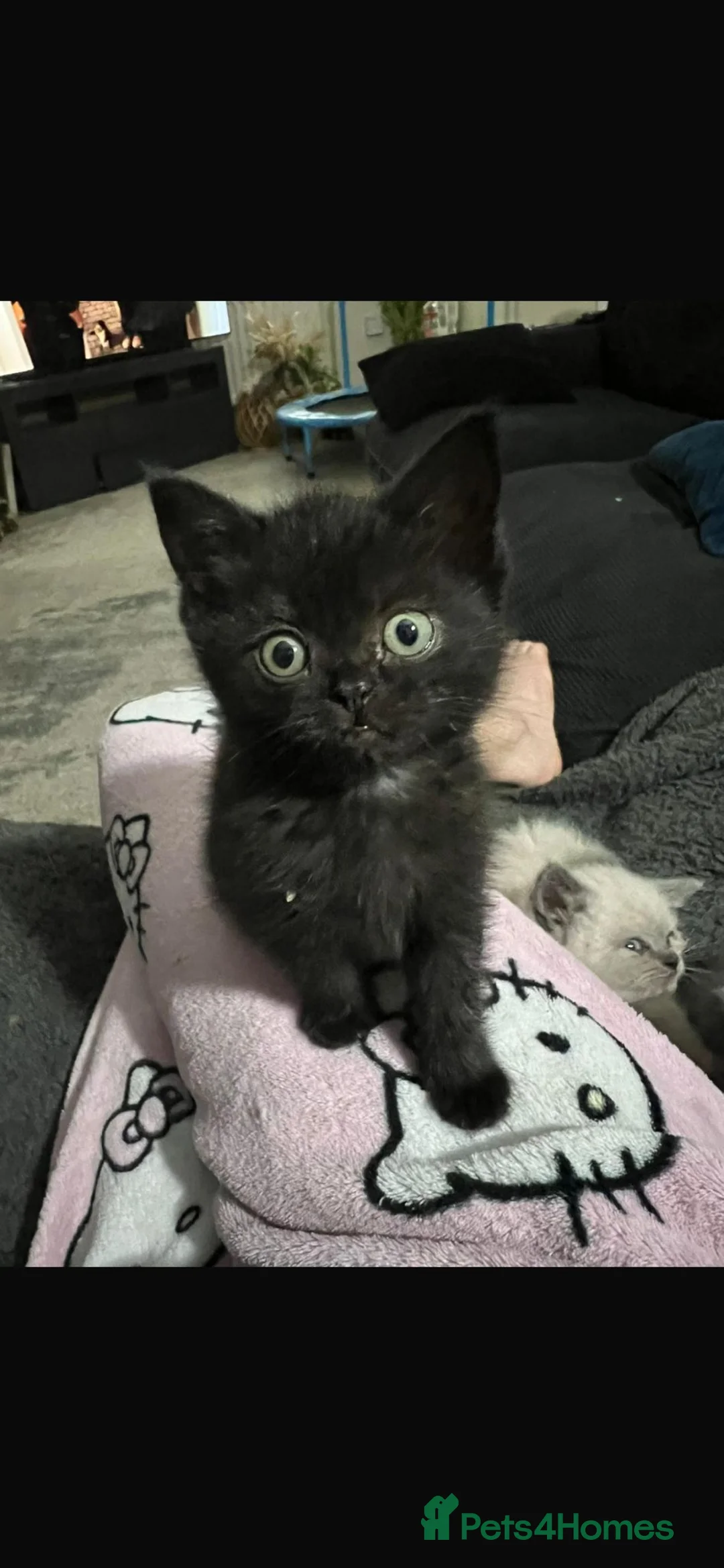 British Shorthair cats for sale: 2 Male British Shorthair kittens  - Advert 2